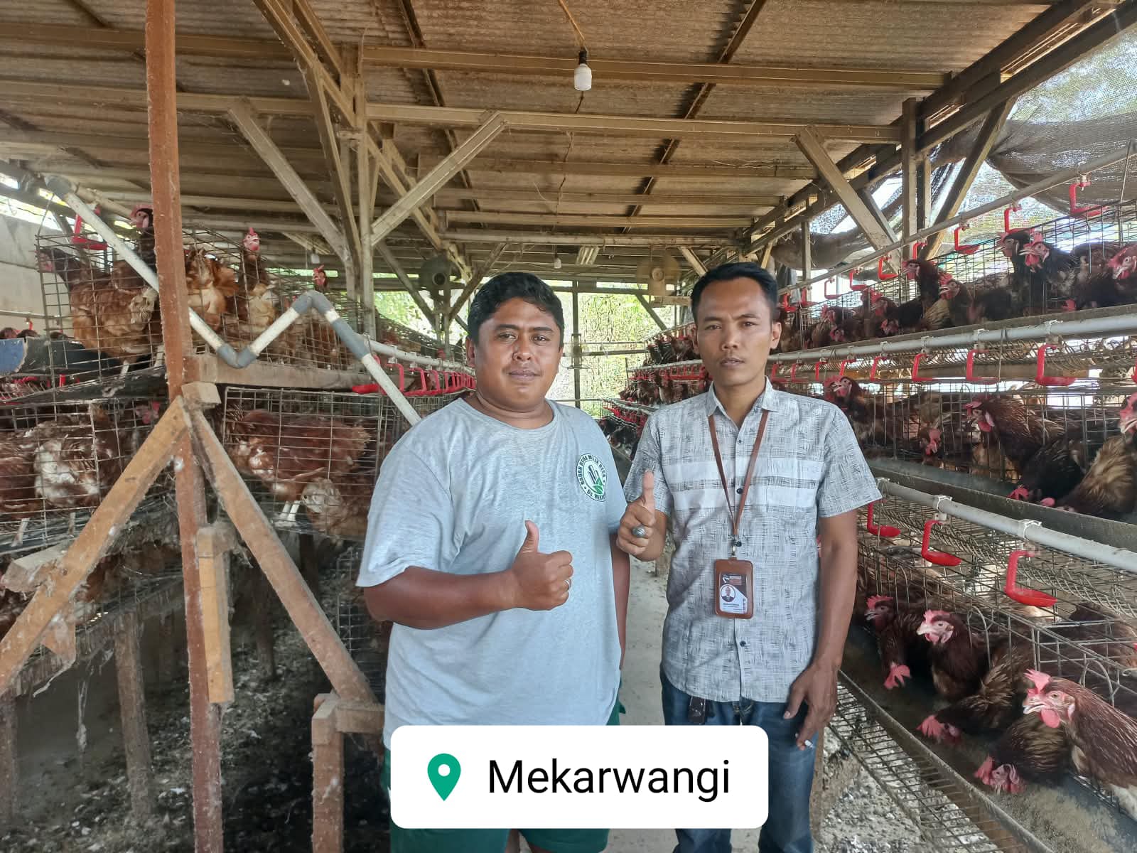 BUMDes Mekarwangi Djaya Abadi Jalankan Program 850 Ayam Petelur, Perkuat Ketahanan Pangan dan Dorong Ekonomi Desa