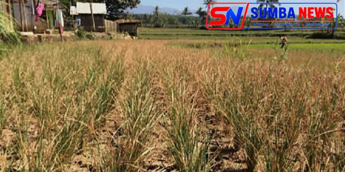 AKIBAT KEMARAU, SAWAH DI PEMATANG SAWAH TERANCAM GAGAL PANEN